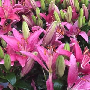 Meet your Posher, Mariah